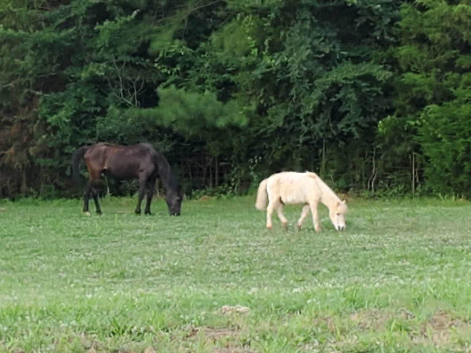 From HQ Second Chance Rescue